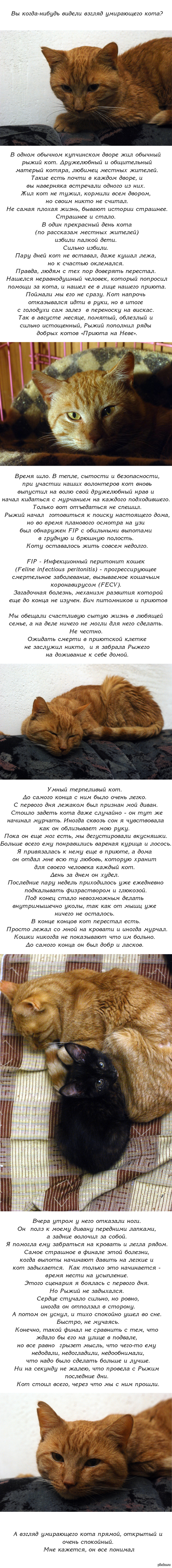 Solaris даркнет