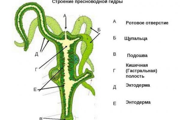 Кракен лег